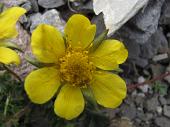 58 Potentilla
